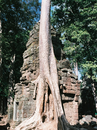 ta prohm angkor wat